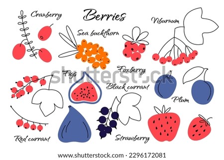 Set of vector berries. Cranberry, sea buckthorn, foxberry, viburnum, figs, black currant, red current, strawberry, plum. Food illustrations