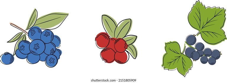 Set of vector berries isolated. Cranberry, blueberry, barberry,  Currant. Cartoon flat