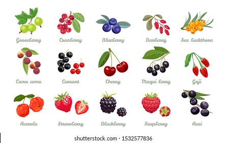 Set of vector berries isolated. Gooseberry,cranberry, blueberry, barberry, sea ​​buckthorn,camu camu,
currant, cherry, maqui berry, goji, acerola, Strawberry, blackberry, raspberry, acai. Cartoon flat