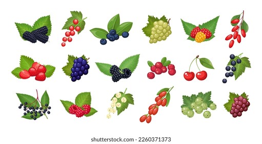 Set of vector berries isolated on white background