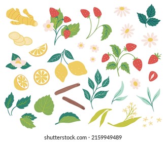 Set of vector berries leaves and fruits isolated on white background. Cartoon flat Hand drawn collection for tea ceremony