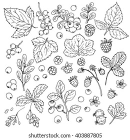 Set of vector berries and leaves. Wild berries painted line on a white background. Cranberry, cranberries, currants, raspberries, strawberries, gooseberries, blueberries, barberries