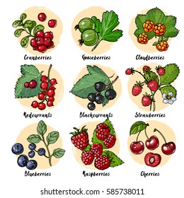 Set of vector berries and leaves. Wild berries painted color line on a white background. Cranberries, gooseberries, cloudberries, redcurrants, blackcurrants, strawberries, blueberries, raspberries