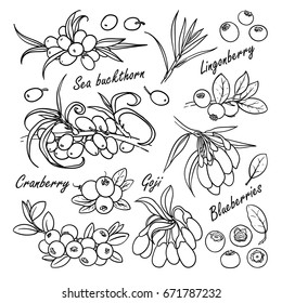 Satz von Vektorbeeren: Meerbuckthorn, Lachsbeere, Cranberry, Goji, Heidelbeere. Handgezeichnete Kollektion für Design, einzeln auf Weiß. Skizze für schwarze Linien