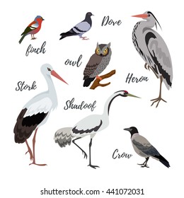 Set of vector bird icons. Colorful realistic birds. Owl and pigeon, shadoof and crow, finch and stork