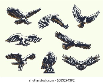 Set of vector birds. Eagles and hawks.