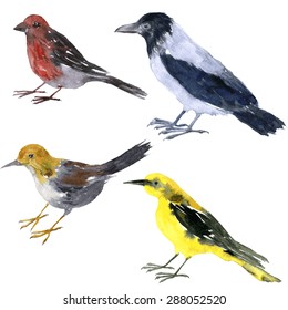 set of vector birds, grey crow, yellow oriole,   sandpiper and crossbill painted by watercolor at white background, hand drawn  design elements