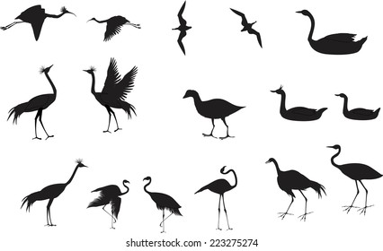 Set of vector birds isolated on white