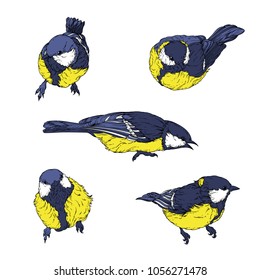 Set of vector birds. Titmice.