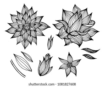 Set of vector black flower design elements. Freehand line illustration.