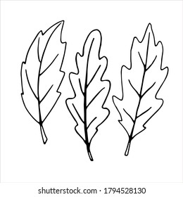 Set of vector black hand drawn contours of different oak leaves in Doodle style. Empty outline isolated on white background. Simple design for scrapbooking, coloring books, theme design