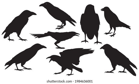 set of vector black silhouette of crow on the white background, silhouette of crows