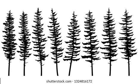 Set of vector black silhouettes of tall spruce trees with rare branches.