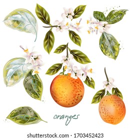 Set of vector blooming oranges with fruits and flowers vintage style