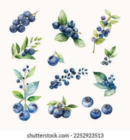 Dibujo de color de arándano azul vectorial