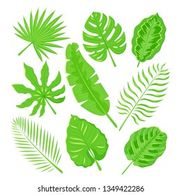 Set of vector botanical illustrations of green different tropical leaves. Palm, monstera, philodendron and other isolated on the white background.
