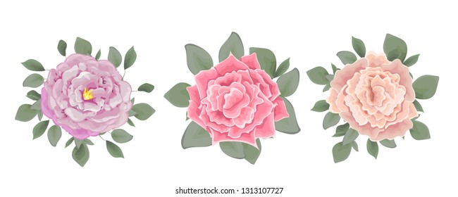 Set of vector bouquets of roses. Beige, pink roses. All elements are isolated.