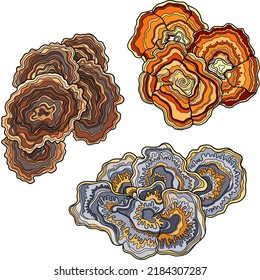 Set of vector bracket fungi isolated on white. Orange, brown and grey-blue Basidiomycota mushrooms, linear colorful hand-drawn illustration.
