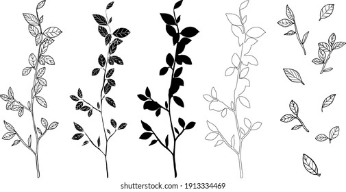 Set of vector branch with leaves illustrations in different versions and  seperate leaves.
