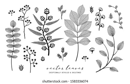 Set of vector branch and skeleton leaf, autumn, spring, summer. Isolated detailed eco macro illustration.  Botanical illustration, vein transparent objects design, line style, not autotrace
