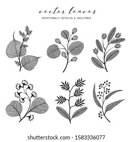 Set of vector branch and skeleton leaf, autumn, spring, summer. Isolated detailed eco macro illustration.  Botanical illustration, vein transparent objects design, line style, not autotrace