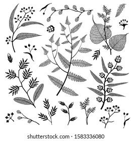 Set of vector branch and skeleton leaf, autumn, spring, summer. Isolated detailed eco macro illustration.  Botanical illustration, vein transparent objects design, line style, not autotrace