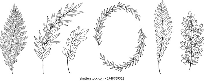 Set of vector branches, ferns and leaves. Botanical illustration. 