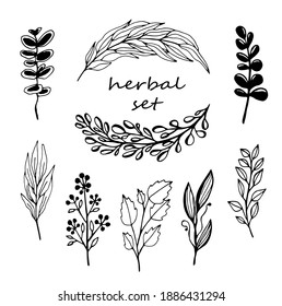 set of vector branches, herbs in Doodle style.hand-drawn illustration for packaging and cosmetics design