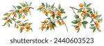 A set of vector branches watercolor Orange. Illustration of summer fruits for scrapbook, label, poster, print, menu