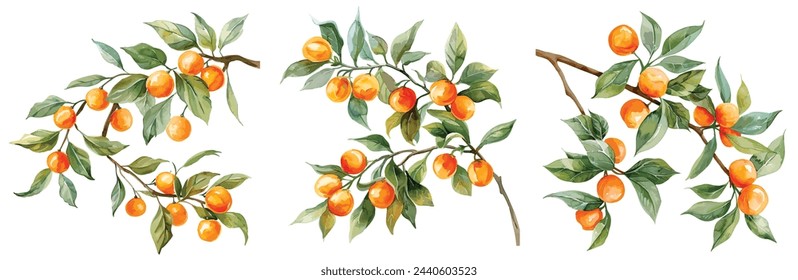 A set of vector branches watercolor Orange. Illustration of summer fruits for scrapbook, label, poster, print, menu