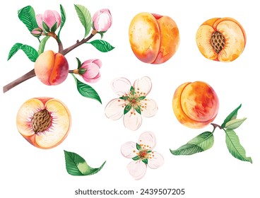 A set of vector branches watercolor peach. Hand-painted fruits, flowers, leaves and sliced pieces. Illustration of summer fruits for scrapbook, label, poster, print, menu