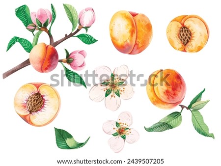 A set of vector branches watercolor peach. Hand-painted fruits, flowers, leaves and sliced pieces. Illustration of summer fruits for scrapbook, label, poster, print, menu