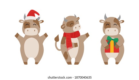 Set of vector bulls with hat, scarf and gift. Christmas and new year flat illustration. Chinese year of Ox 2021.
