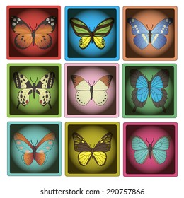 Set of Vector butterflies.   9 bright vector butterflies  on a white background.  Isolated butterfly