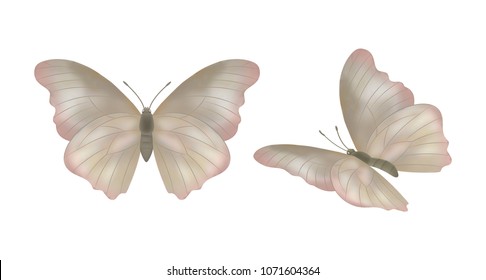 Set of vector butterflies on a white background