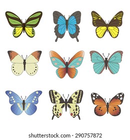Set of Vector butterfly.   9 bright vector butterflies  on a white background.  Isolated butterfly