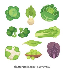 Set vector Cabbage and Lettuce. Vegetable green broccoli, kohlrabi, other different cabbages.