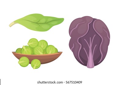 Set vector Cabbage and Lettuce. Vegetable green kohlrabi, other different cabbages.