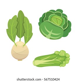 Set vector Cabbage and Lettuce. Vegetable green kohlrabi, other different cabbages.