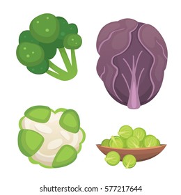 Set vector Cabbage and Lettuce. Vegetable green broccoli, kohlrabi, other different cabbages.
