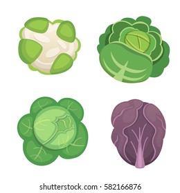 Set vector Cabbage and Lettuce. Vegetable green kohlrabi, other different cabbages.