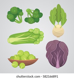 Set vector Cabbage and Lettuce. Vegetable green broccoli, kohlrabi, other different cabbages.