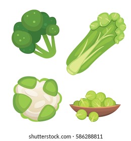 Set vector Cabbage and Lettuce. Vegetable green broccoli, kohlrabi, other different cabbages.