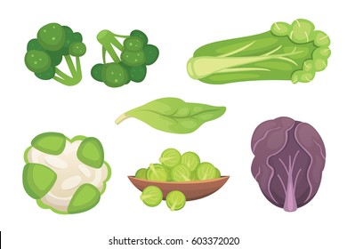 Set vector Cabbage and Lettuce. Vegetable green broccoli, kohlrabi, other different cabbages.