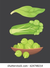 Set vector Cabbage and Lettuce. Vegetable green kohlrabi, other different cabbages.