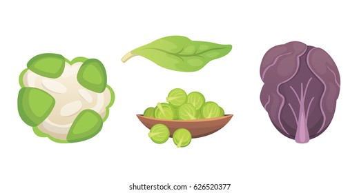 Set vector Cabbage and Lettuce. Vegetable green