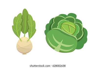 Set vector Cabbage and Lettuce. Vegetable green kohlrabi, other different cabbages.