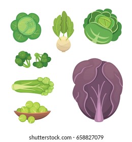 Set vector Cabbage and Lettuce. Vegetable green broccoli, kohlrabi, other different cabbages.