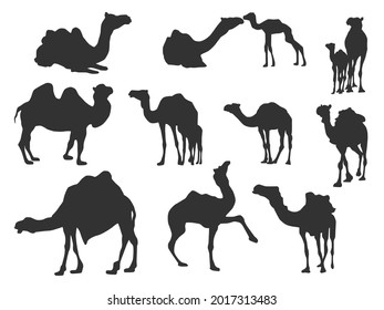 Set vector of the Camel, The shadow of different poses isolated on white background.