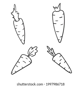 Set of vector carrot icons in doodle style. Isolated root vegetable illustration. 